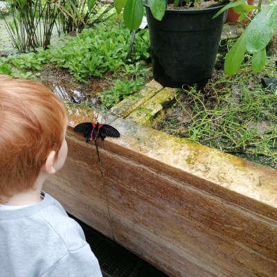 Schmetterlinge im Botanischen Schmetterlinge im Botanischen