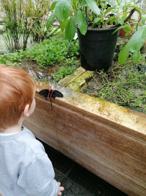 Schmetterlingsausstellung